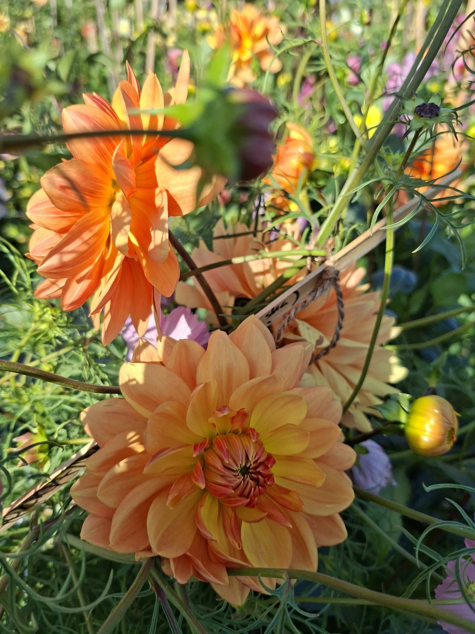Dahlia knöl  Rancho"Näckrosblommande " x - 3
