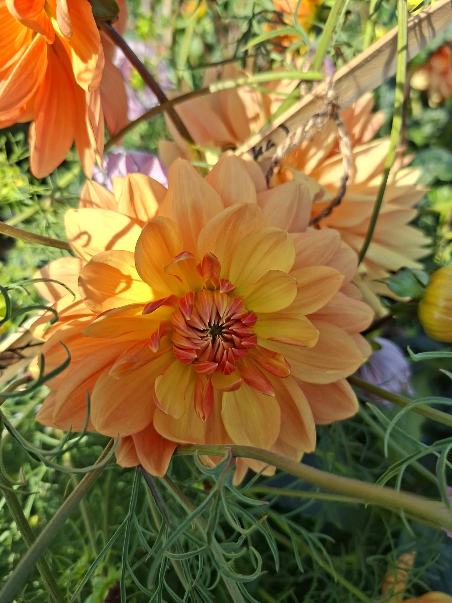 Dahlia knöl  Rancho"Näckrosblommande " x - 4