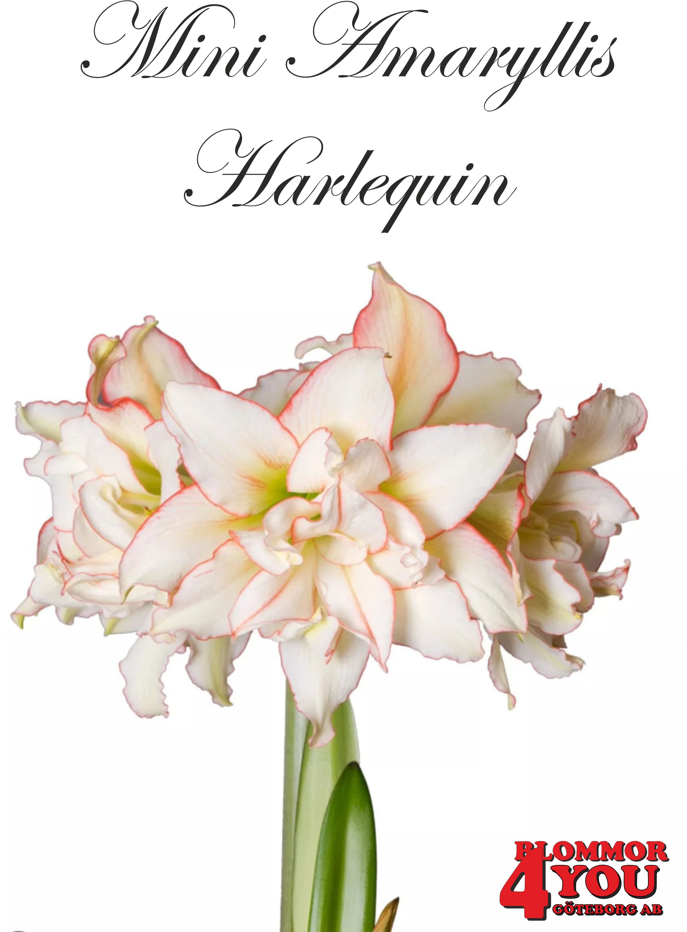 7508  Mini Amaryllis  Harlequin  Lökstorlek: 22/24