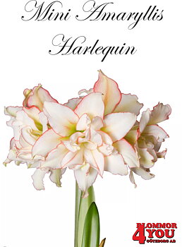 Mini Amaryllis  Harlequin  Lökstorlek: 22/24