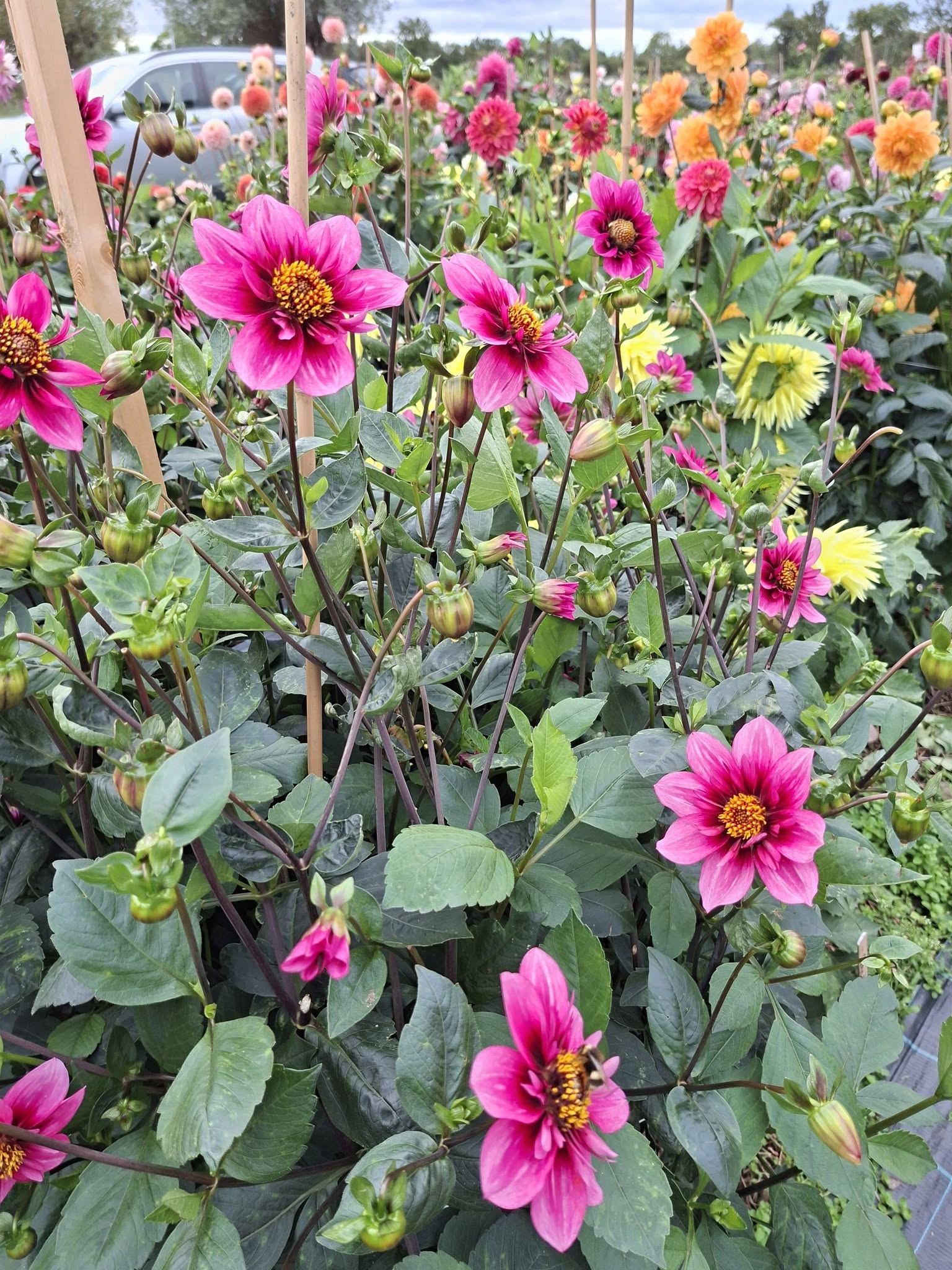 Dahlia  knöl Skyfall  Halskråsblommande" x - 6