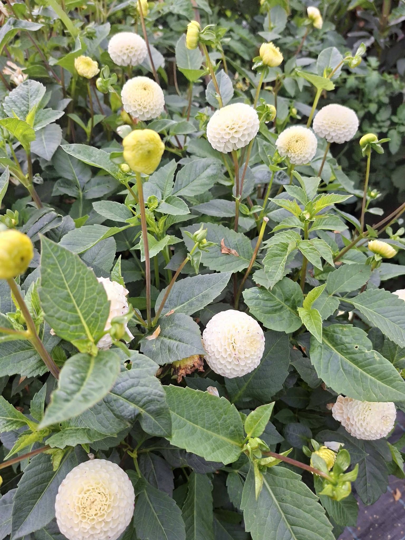 Dahlia knöl Small World"Pompon"  x - 7