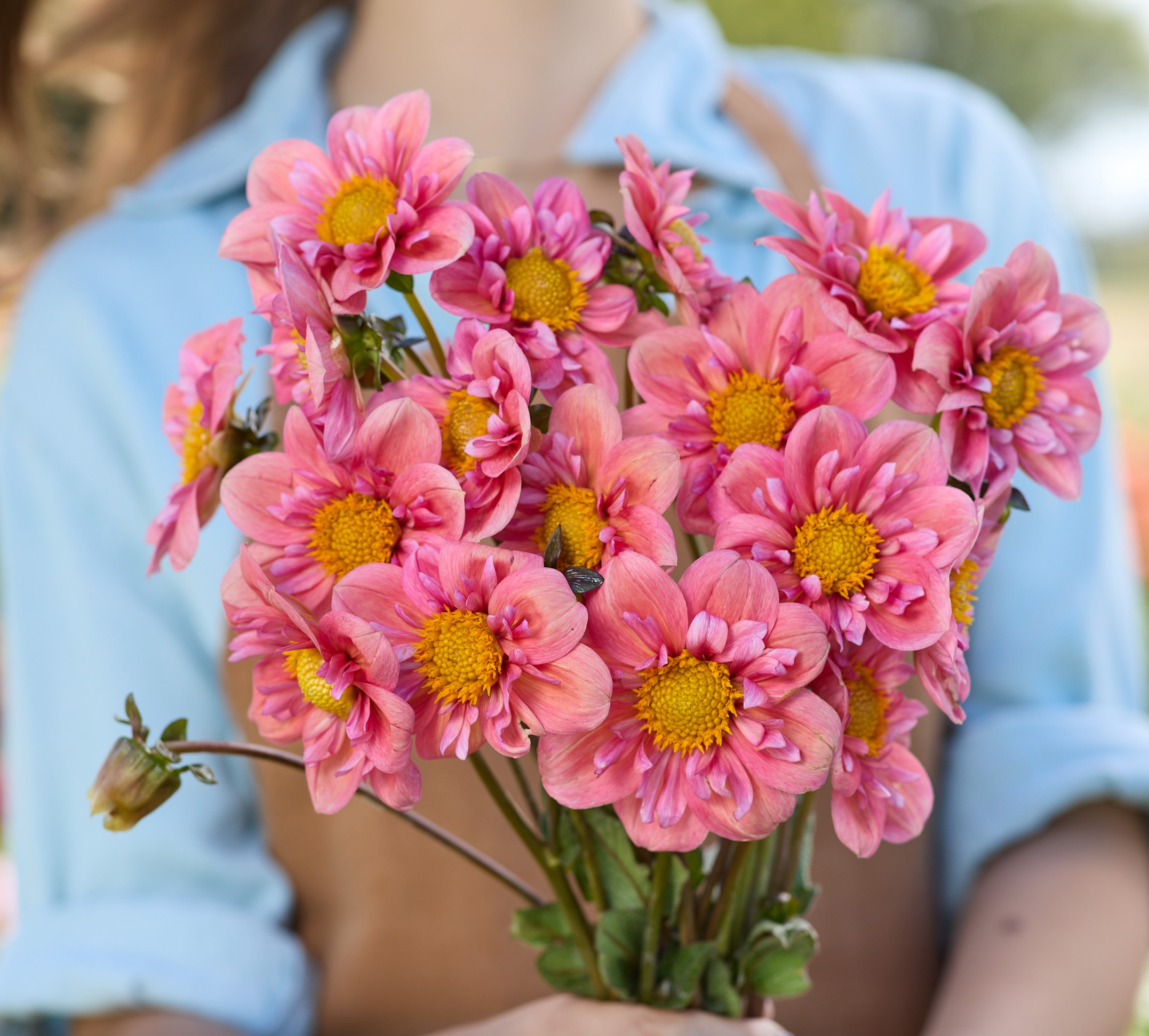 Dahlia knöl Strawberry Bon Bon "Halskrås " Nyhet 2027!