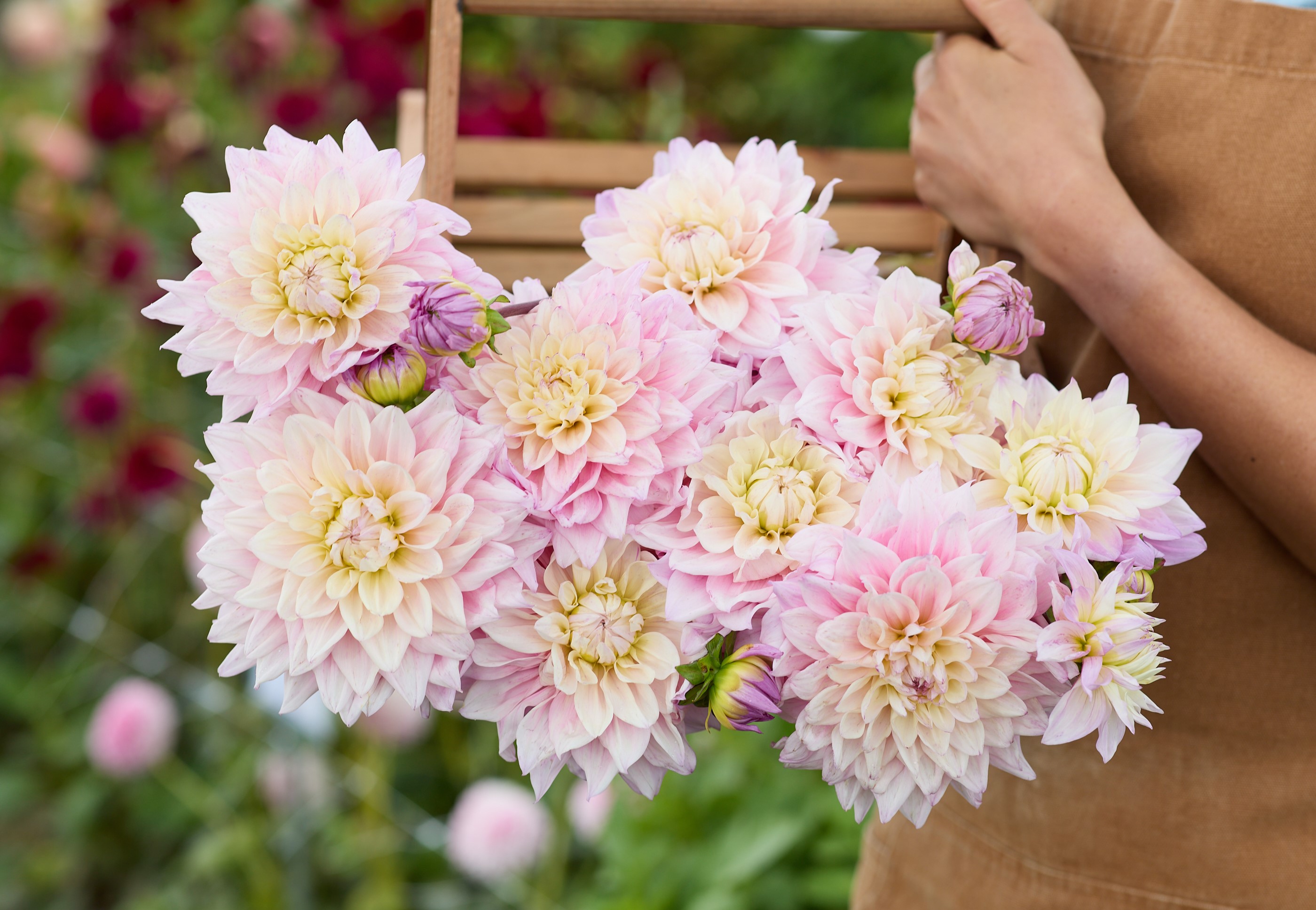 Dahlia knöl Sweet September "Dekorativ storblommande" Nyhet 2027