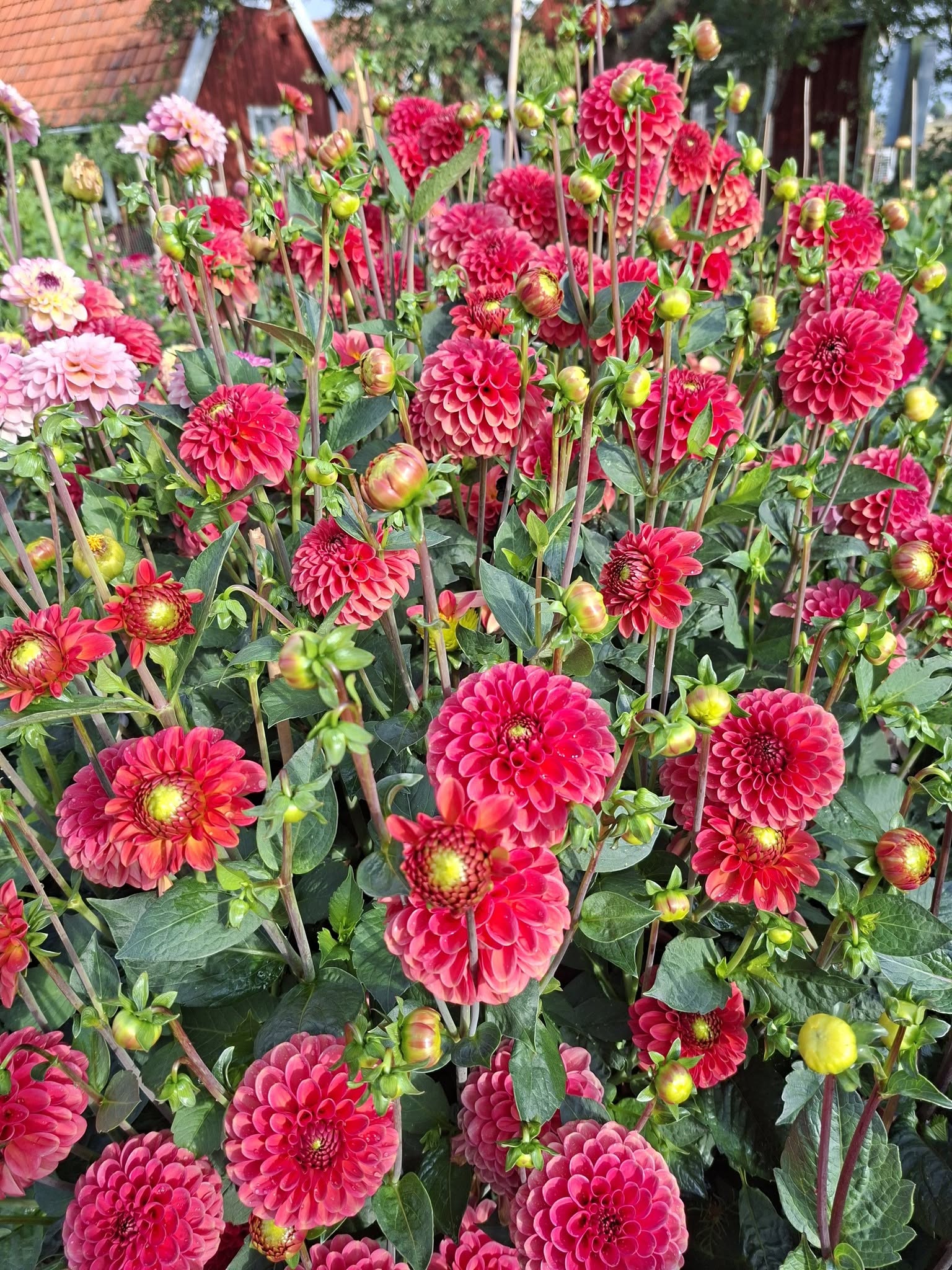 Dahlia knöl Zundert Mystery Fox   "Boll"   - 3