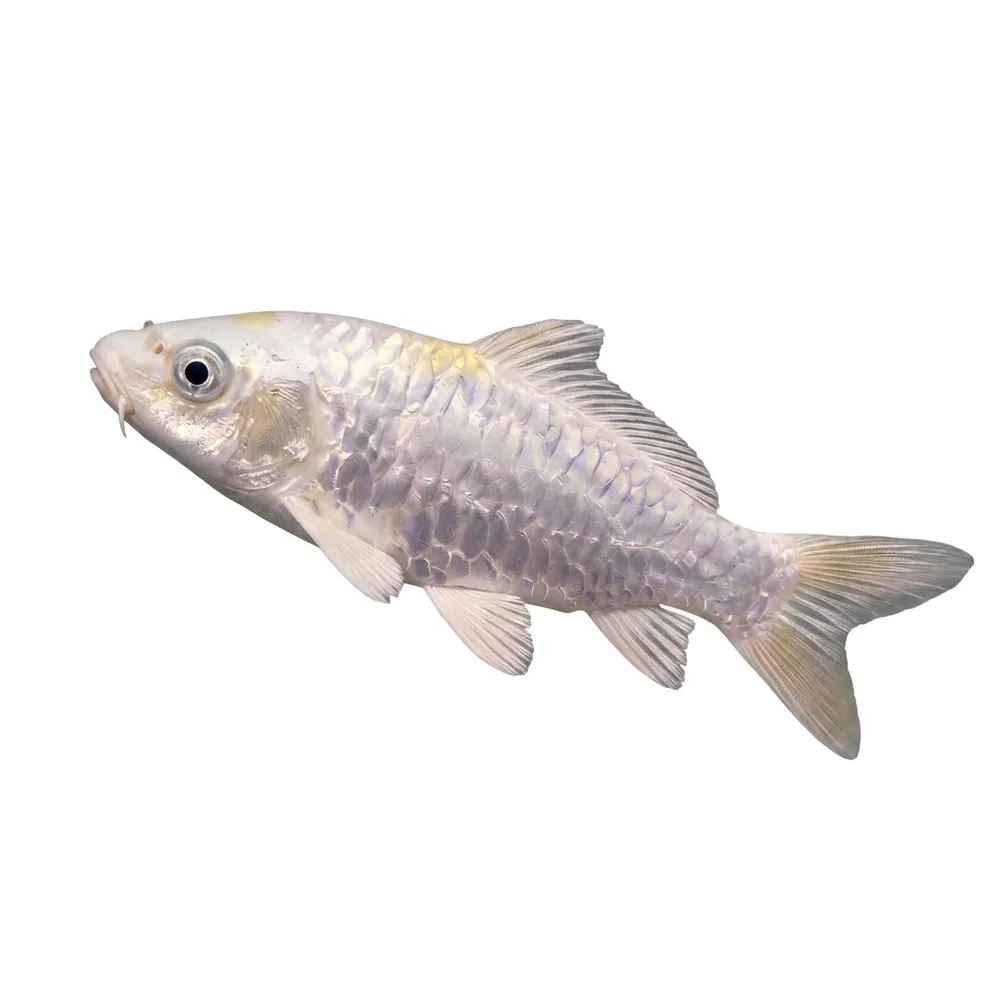 Koi Mix Platinum 13-15cm (Cyprinus carpio var.)