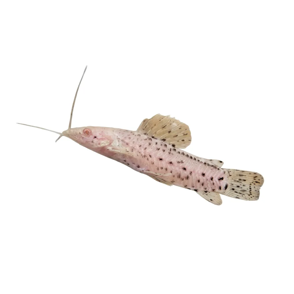 Pansarmal Långsträckt, Prickig hoplosternum Albino (Megalechis thoracata)