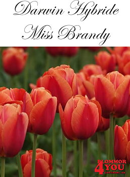 80488   MISS BRANDY       DARWIN HYBRIDETULPAN