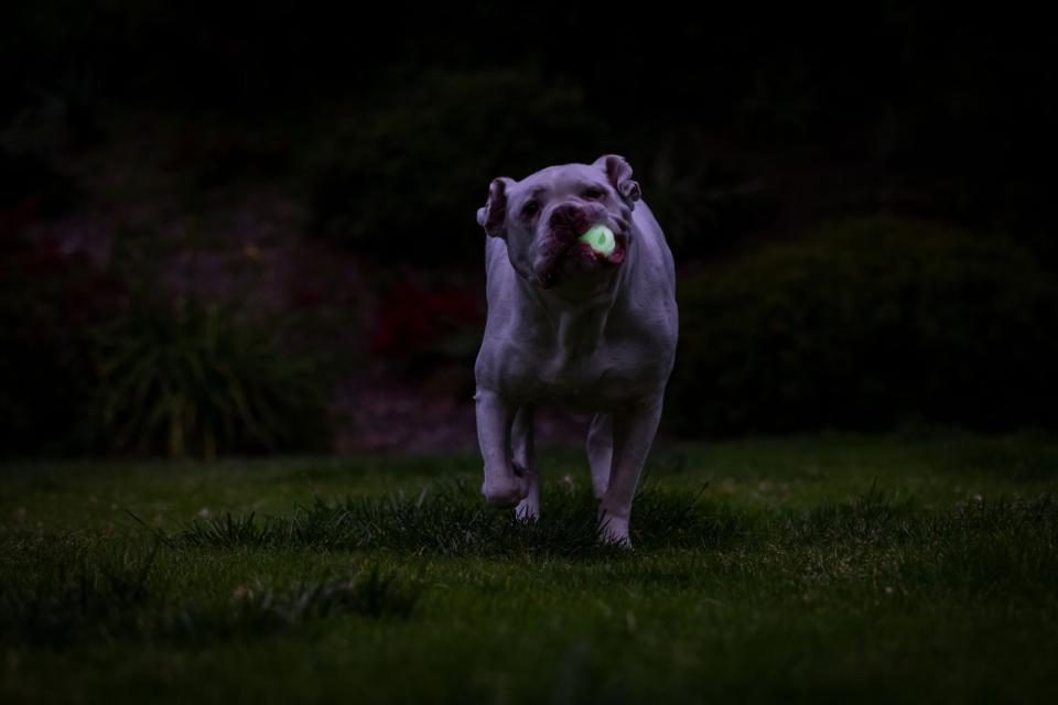 Hundleksak CHUCKIT! Max Glow Air Fetch Boll Medium Ø 6,4cm - 5