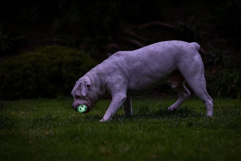 Hundleksak CHUCKIT! Max Glow Air Fetch Boll Medium Ø 6,4cm - 4