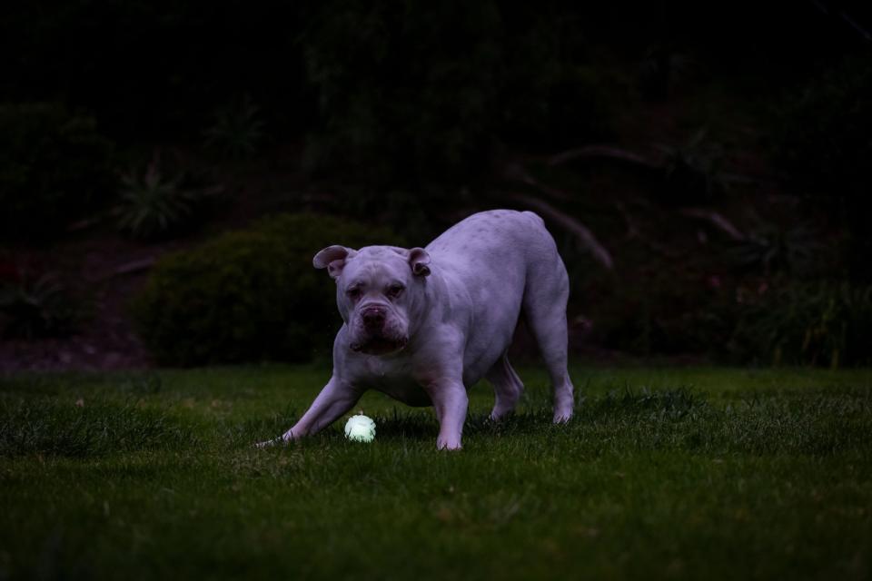 Hundleksak CHUCKIT! Max Glow Air Fetch Boll Medium Ø 6,4cm - 3