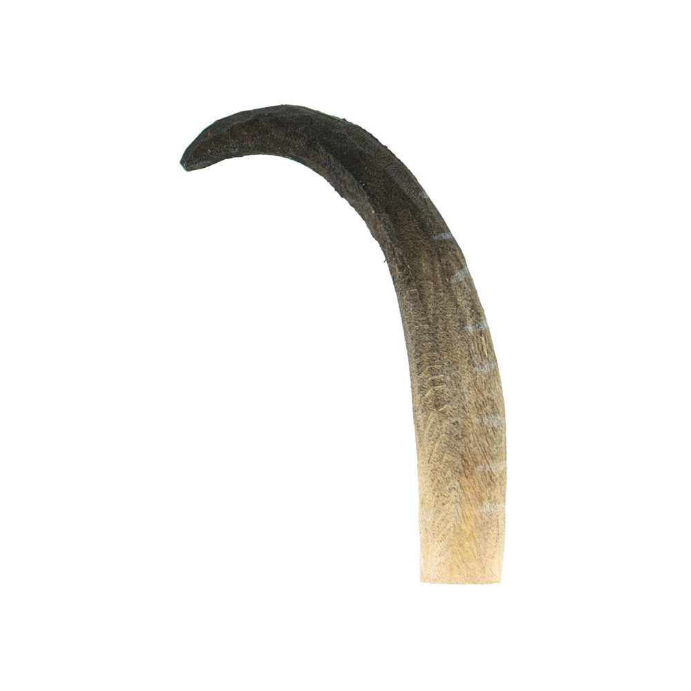 Chamois Horn - Right
