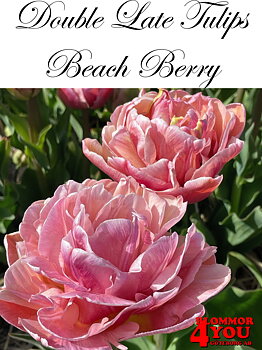 50167   BEACH BERRY  DUBBEL SENTULPAN