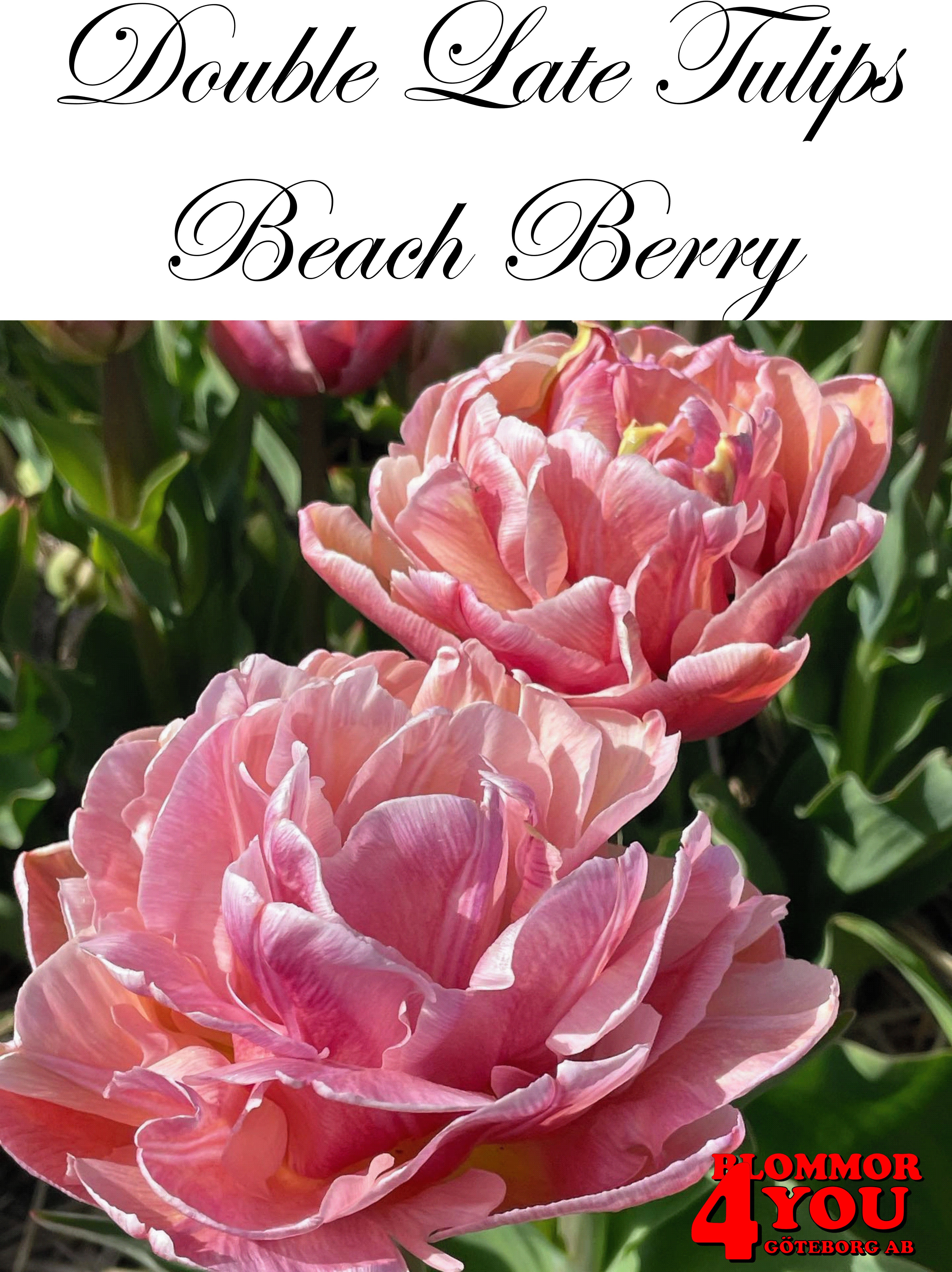 BEACH BERRY DUBBEL SENTULPAN   STORPACK 35 LÖKAR
