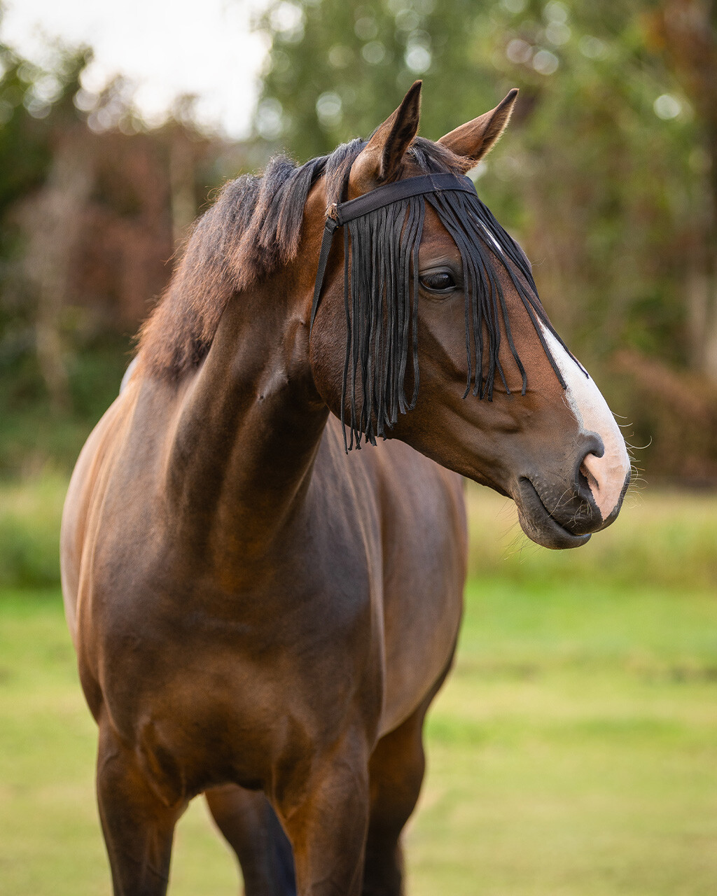 Fly fringe extra QHP - 2
