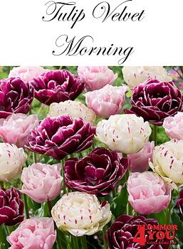 TULPANMIX VELVET MORNING  42 ST LÖKAR