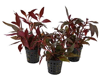 Alternanthera cardinalis