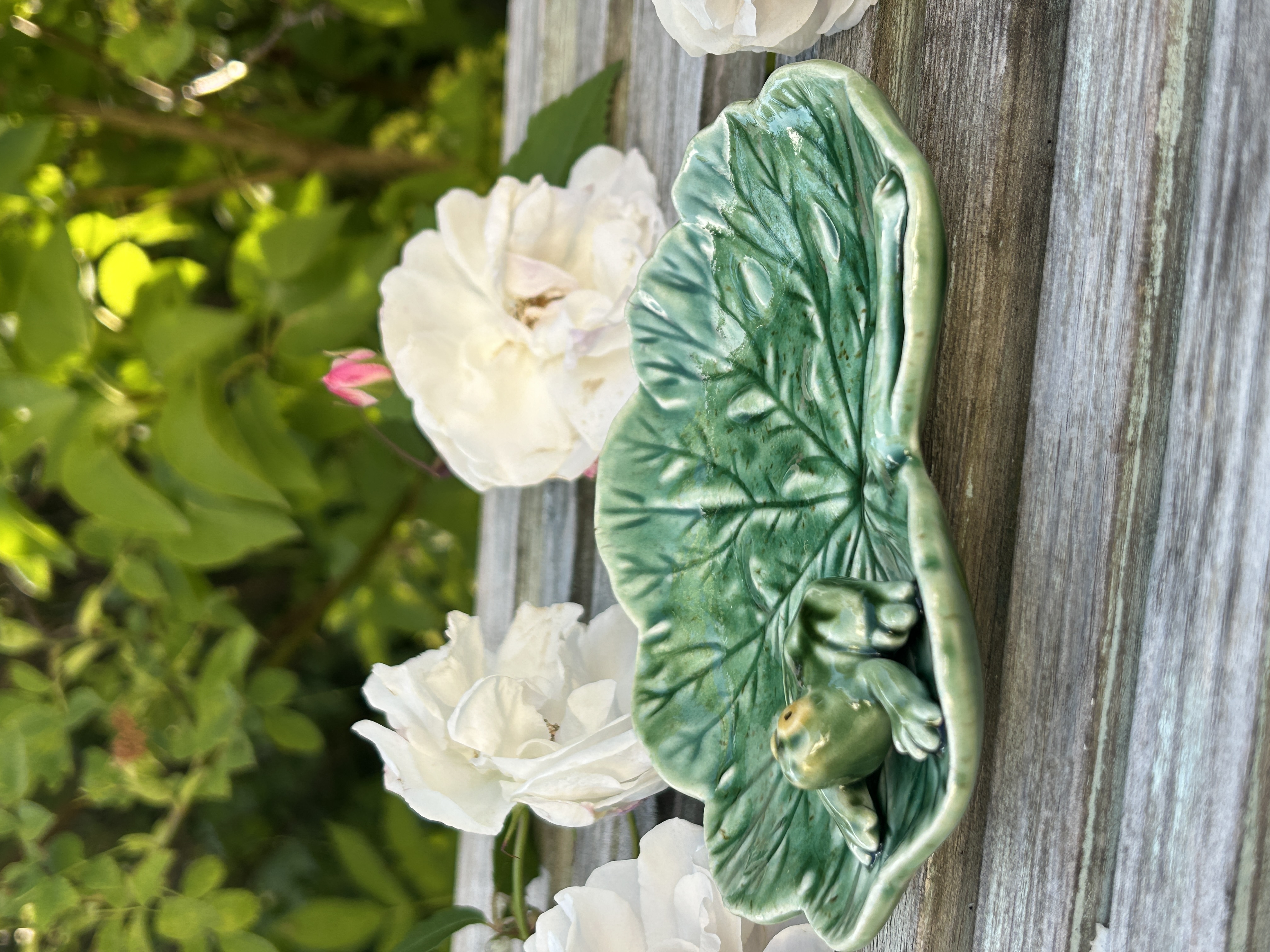 Blad med groda - 2