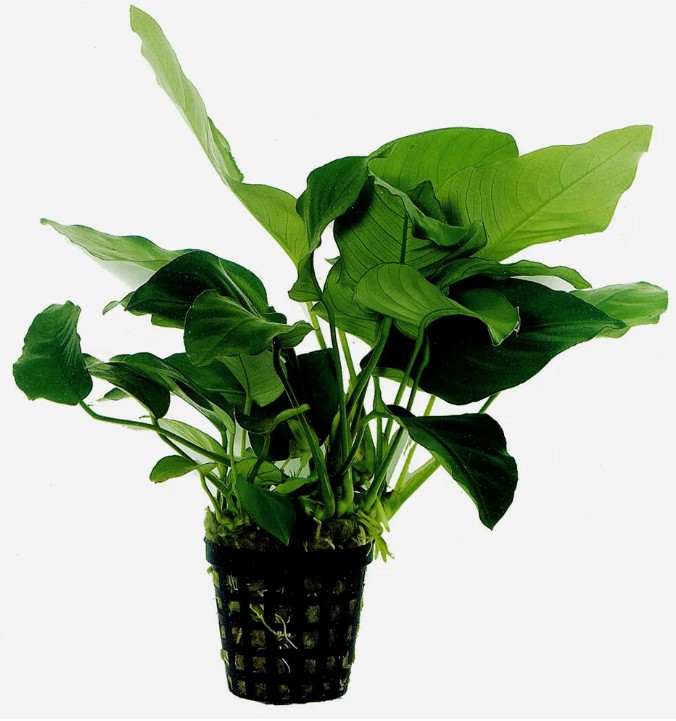 Anubias barteri Nana