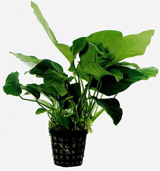 Anubias barteri Nana