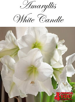 7511  Amaryllis  White Candle  jumbo   Lökstorlek: 32/34