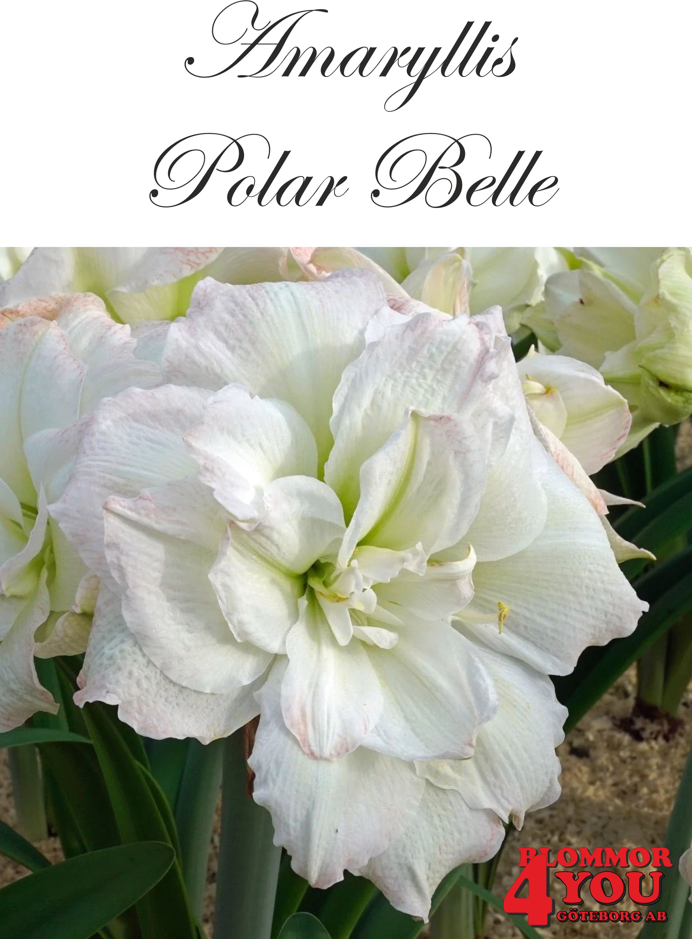 7518   Amaryllis   Jumbo Polar Belle   Lökstorlek: *32/34