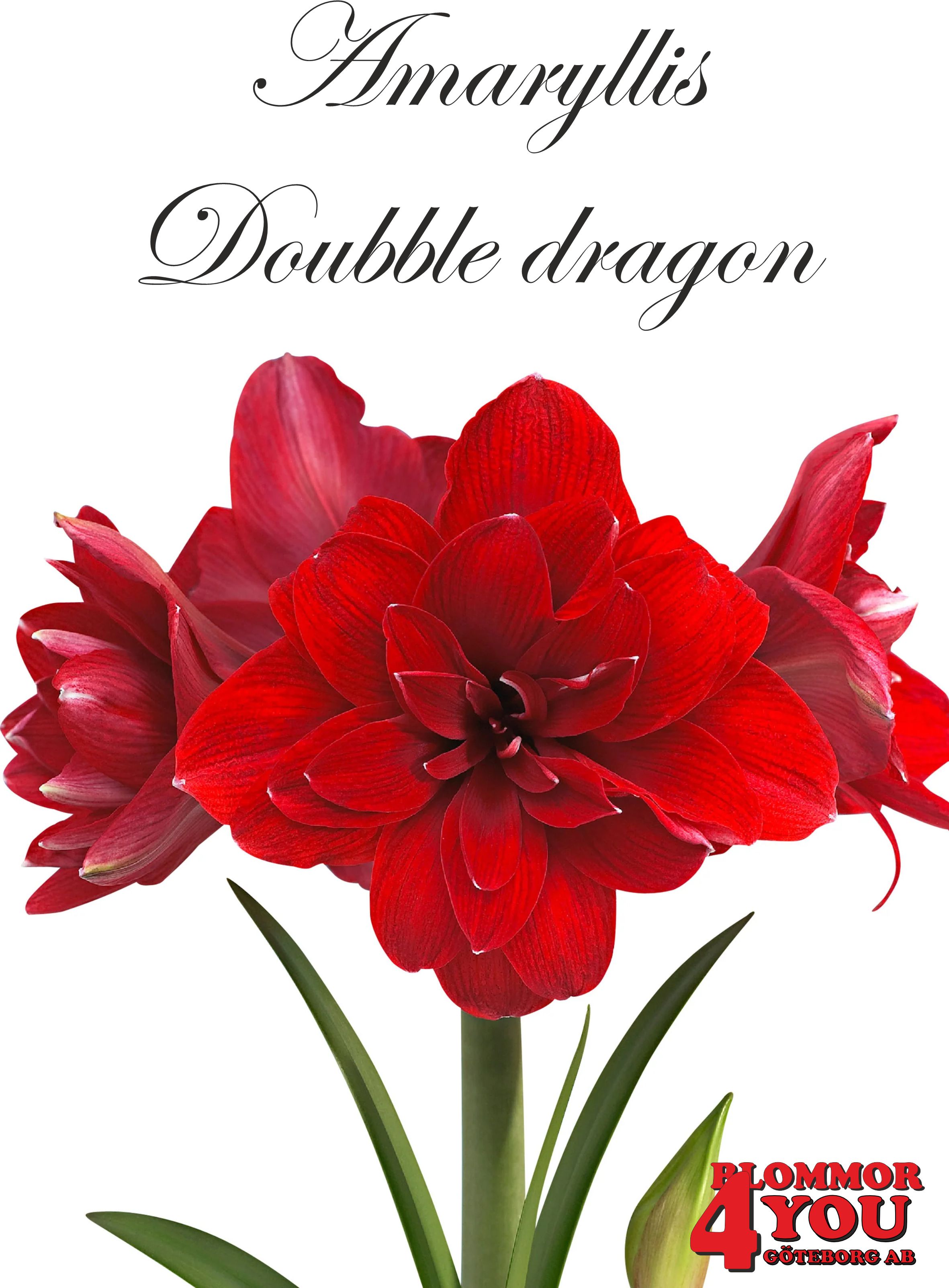 7537  Amaryllis  Doubble dragon  Lökstorlek: 32/34
