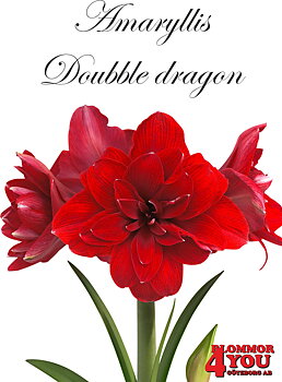 7537  Amaryllis  Doubble dragon  Lökstorlek: 32/34