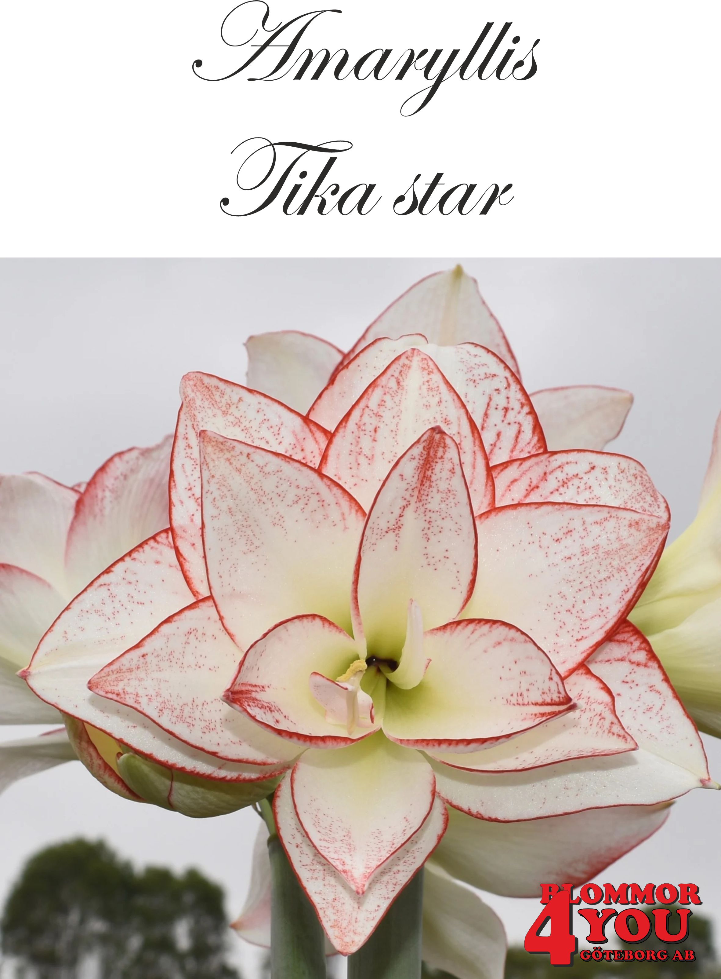 7565   Amaryllis Tika Star     Lökstorlek: 30/32