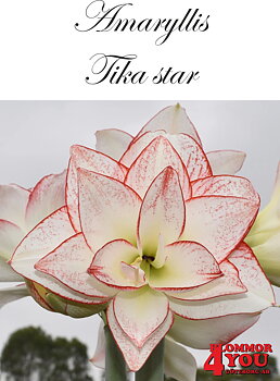 7565   Amaryllis Tika Star     Lökstorlek: 30/32