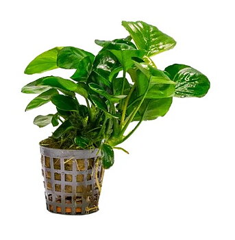 Anubias nana Petite