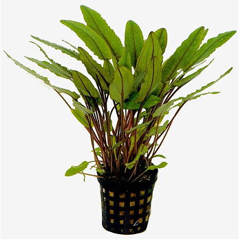Cryptocoryne petchii