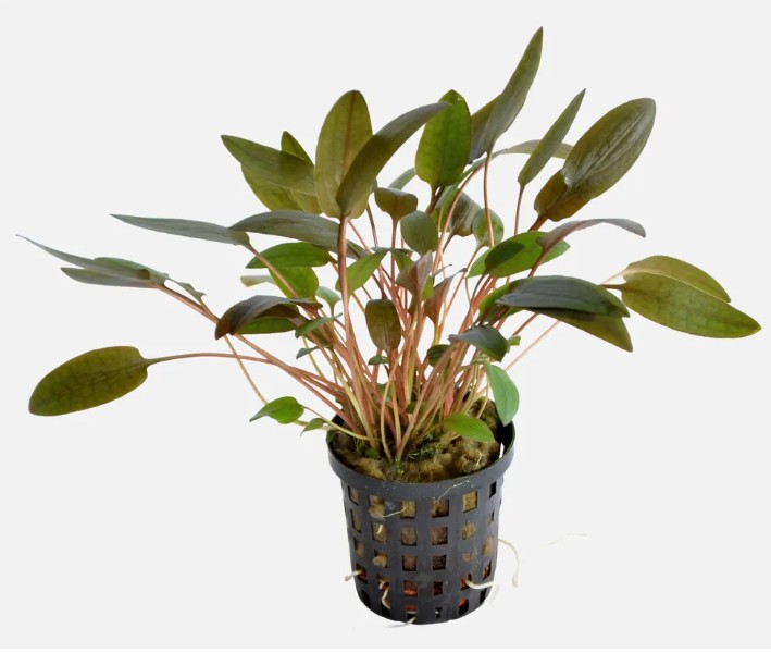 Cryptocoryne wendtii Brun