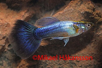 Guppy Hane Blå Neon (Poecilia reticulata)