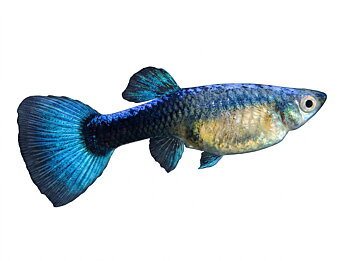 Guppy Hona Blå Neon (Poecilia reticulata)