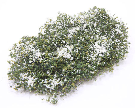 White flowering phlox