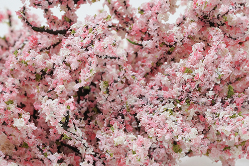 Weigela  rosa  - 2