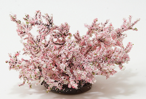 Weigela  rosa 