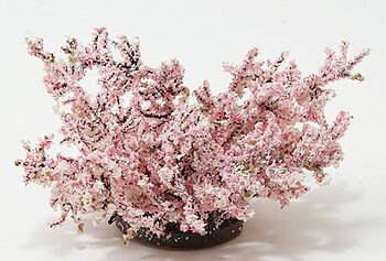Weigela  rosa 
