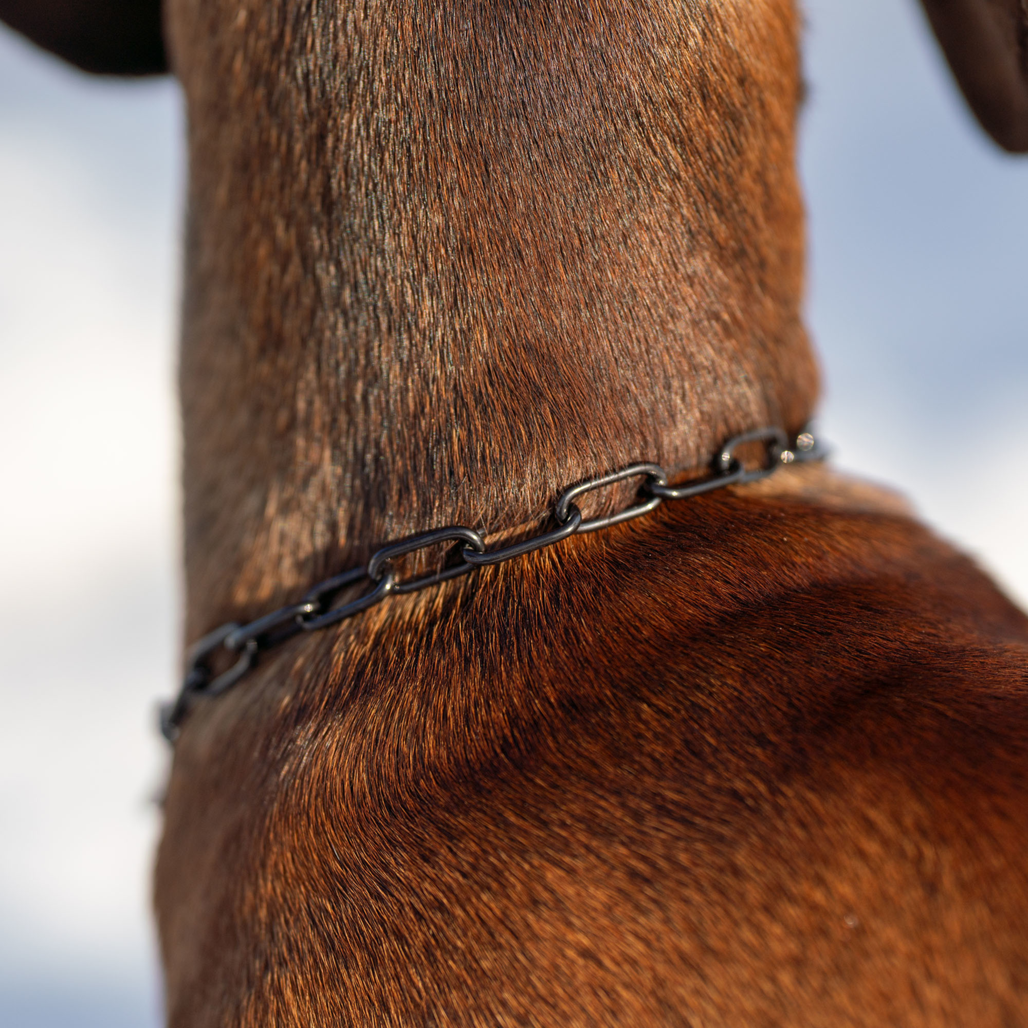 Collar, adjustable with hook 2mm black - Sprenger - 8