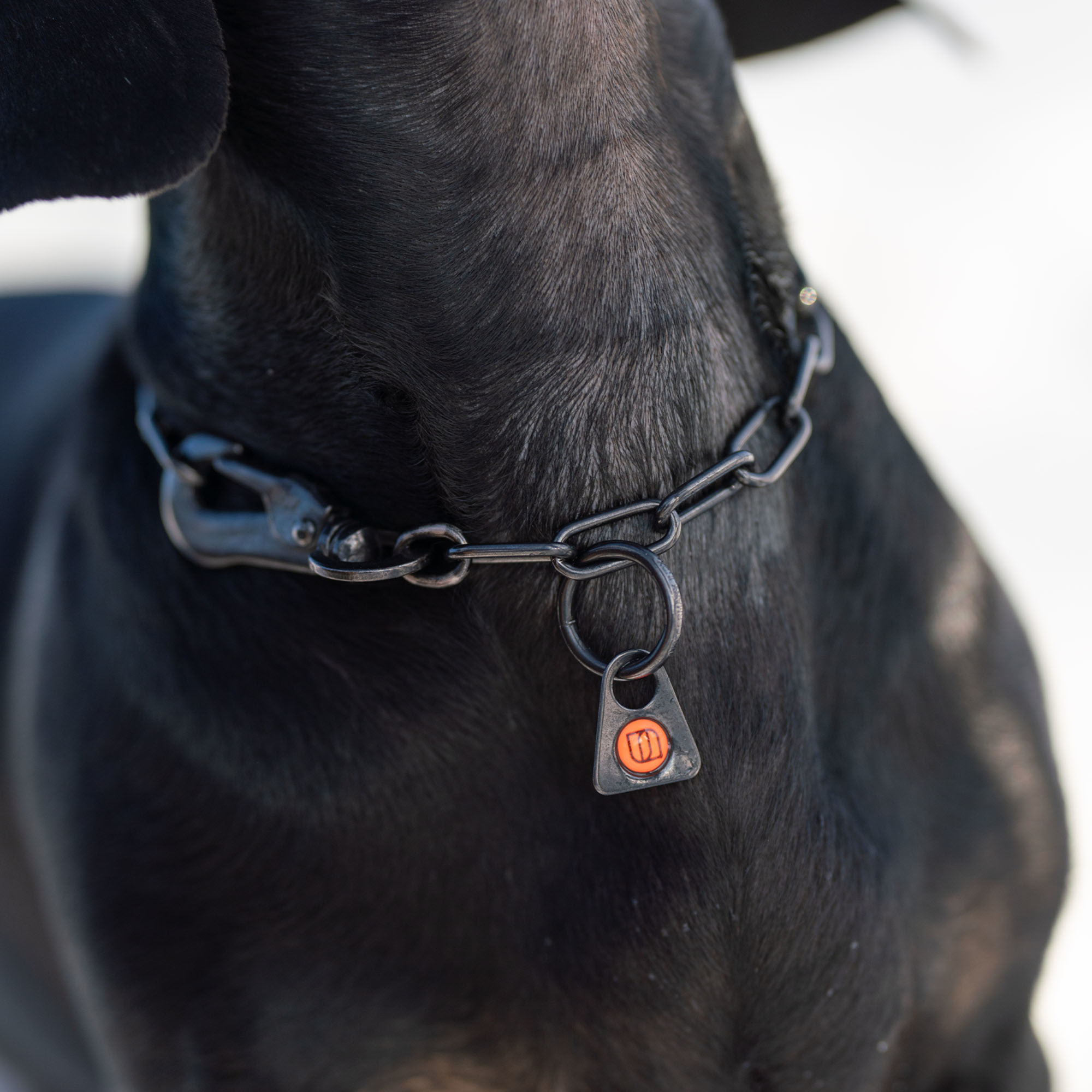 Collar, adjustable with hook 2mm black - Sprenger - 2