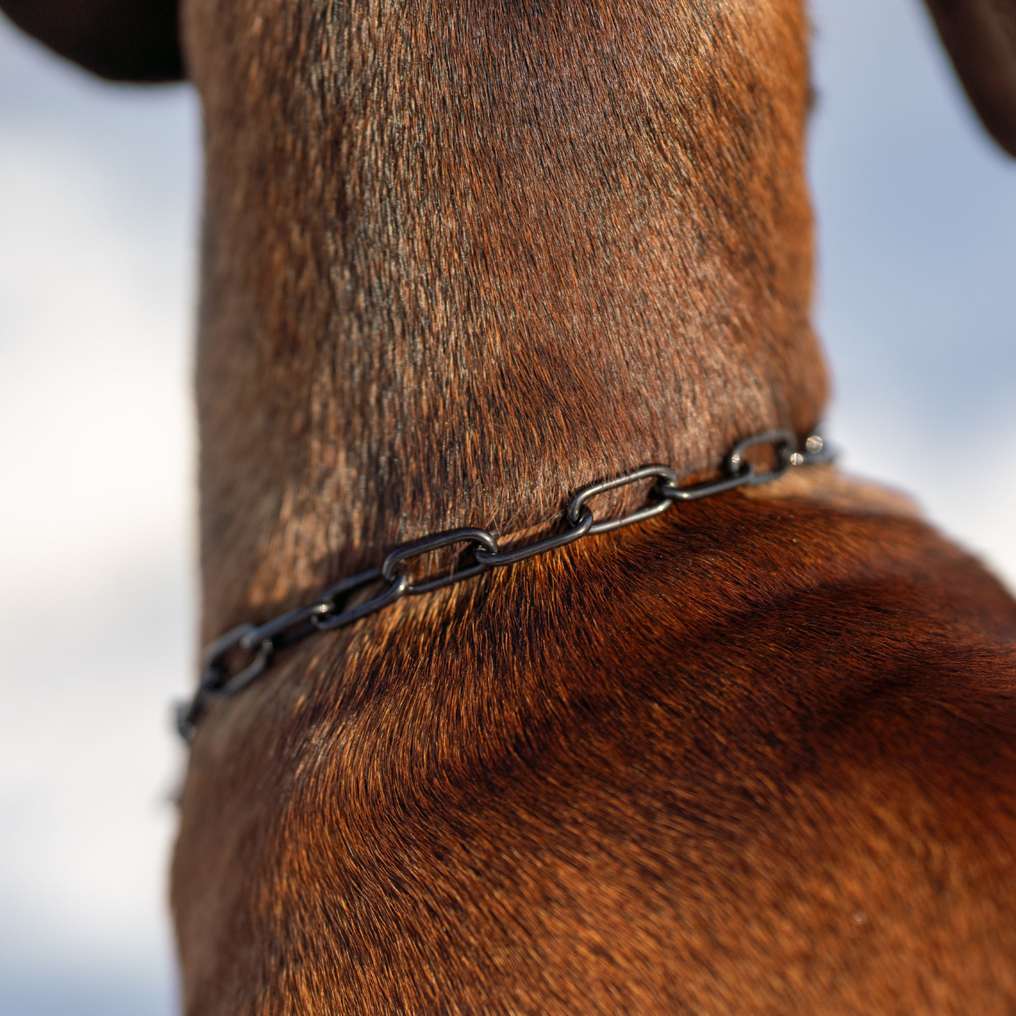 Collar, with assembly chain 2mm black - Sprenger - 5