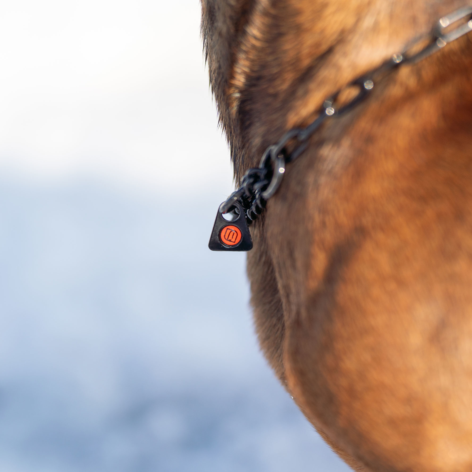 Collar, with assembly chain 2mm black - Sprenger - 4