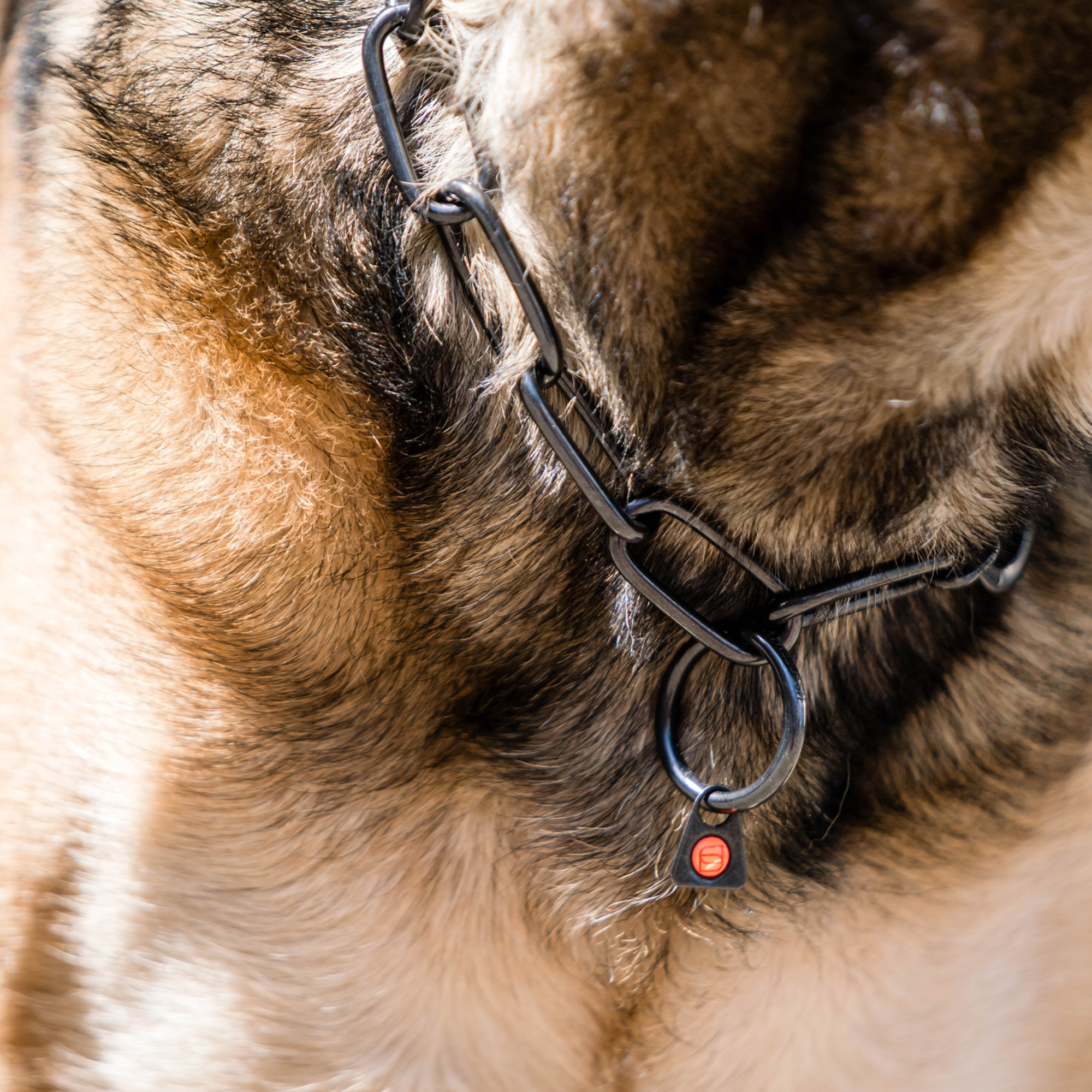 Collar, adjustable with hook 4mm black - Sprenger - 4
