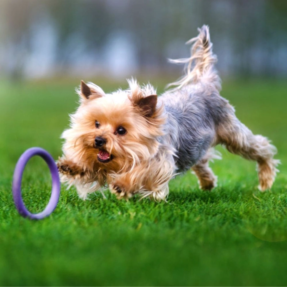PULLER dog fitness tool 2-pack - 7