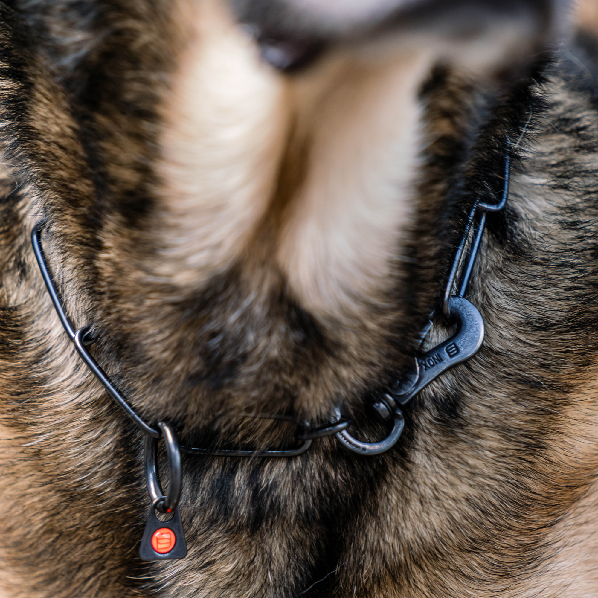 Collar, adjustable with hook 3mm black - Sprenger - 3