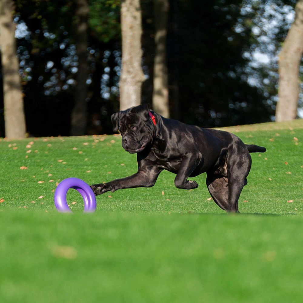 PULLER Maxi träningsredskap till hund