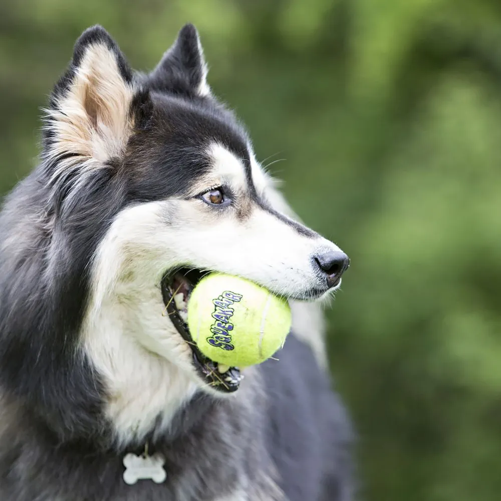 Kong Airdog Squeakair Tennisboll Xl  - 2