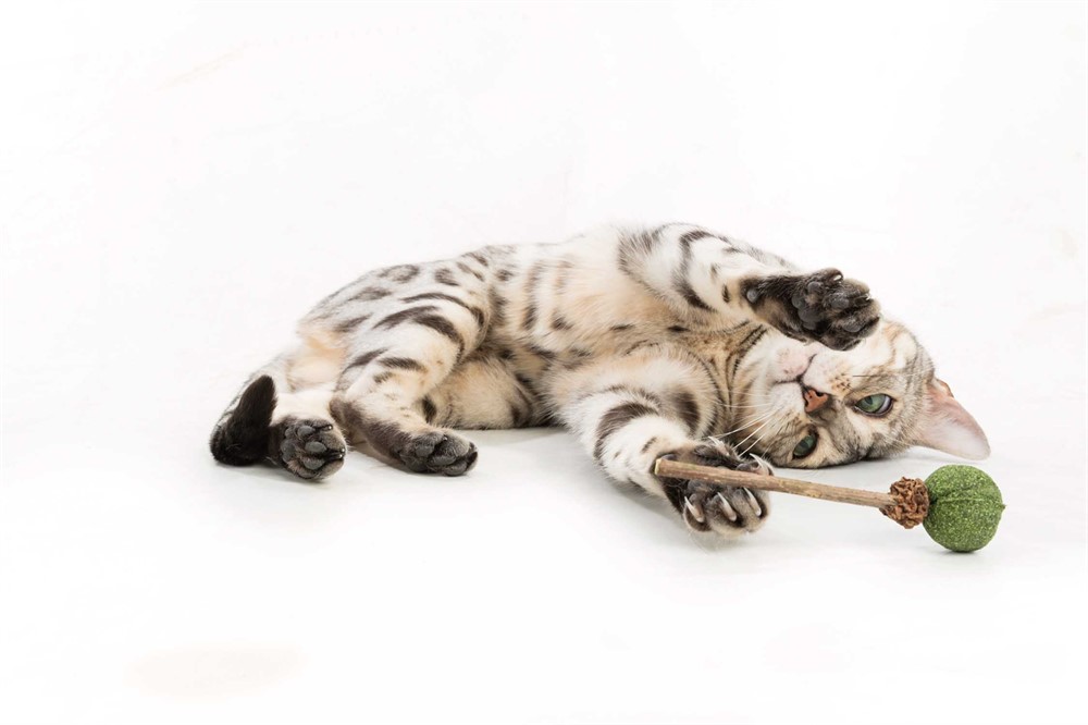 Matatabi LollyPop med catnip, 11 cm - 2