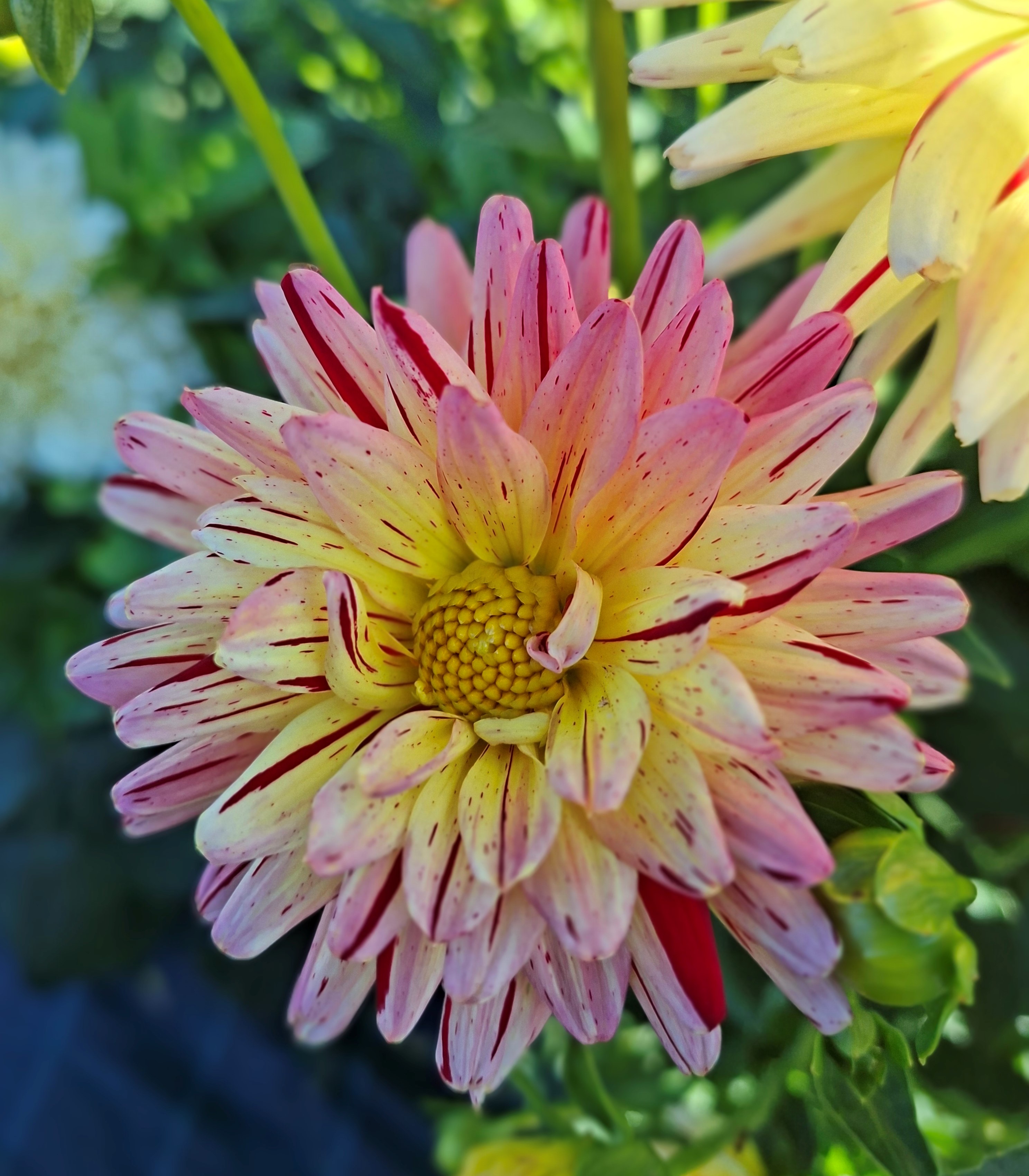 Dahlia knöl Creme Silence dekorativ - 2